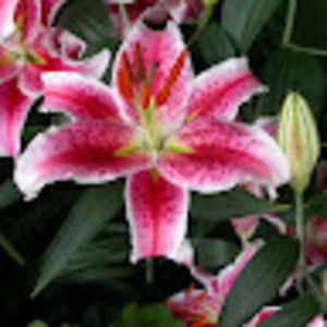 Meet your Posher, Nubia